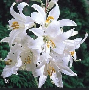 Meet your Posher, Fernandez